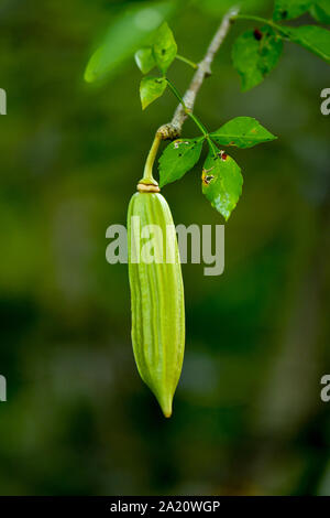 Candle Tree fruit hanging from tree branch. Stock Photo