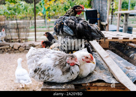 Chicken on a farm Stock Photo