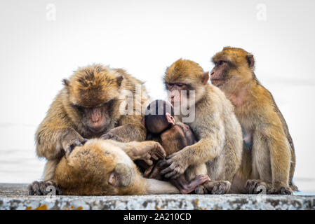 Wild Barbary Macaques (Macaca sylvanus) on the Rock of Gibraltar.  A tourist highlight, you can get close to these monkeys in their natural habitat. Stock Photo