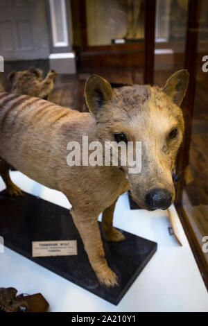 Thylacine: Extinct Tasmanian Tiger in The Dead Zoo - Natural History Museum, Dublin, Ireland Stock Photo