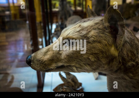 Thylacine: Extinct Tasmanian Tiger in The Dead Zoo - Natural History Museum, Dublin, Ireland Stock Photo
