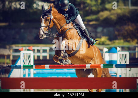 A sorrel horse in horse ammunition and with a rider in the saddle jumps over a high multi-colored barrier, participating in jumping competitions. Stock Photo