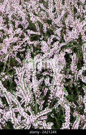 White Calluna vulgaris 'Peter Sparkes' heather Stock Photo