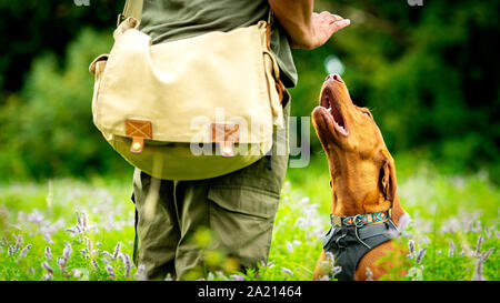 Beautiful Hungarian Vizsla puppy and its owner during obedience training outdoors. Sit command side view. Stock Photo