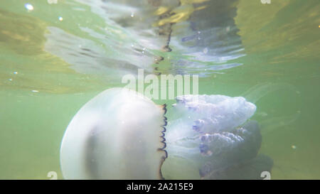 Barrel jellyfish Rhizostoma pulmo in water. Stock Photo