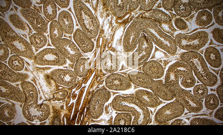 Histologically stained cross-section ofa rabbit testicle Stock Photo ...