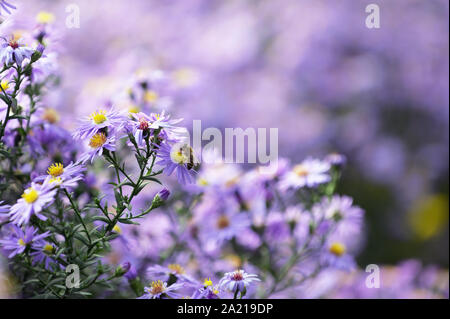 Pollination Of Violet Flowers Aster (Little Carlow) Stock Photo