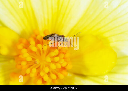 Forest bug skunk on yellow flower close-up with shallow depth of field Stock Photo