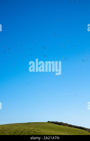 Seagulls in a blue sky, Devon Stock Photo