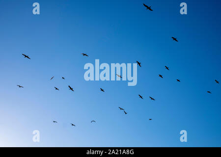 Seagulls in a blue sky, Devon Stock Photo