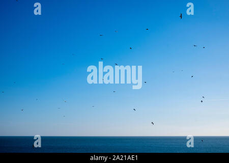 Seagulls in a blue sky, Devon Stock Photo