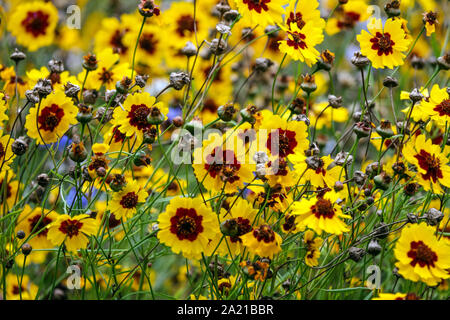 Plains Coreopsis tinctoria golden tickseed flower field Stock Photo