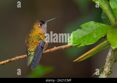 Many-spotted Hummingbird - Leucippus hypostictus, green spotted hummingbird from Andean slopes of South America, Wild Sumaco, Ecuador. Stock Photo