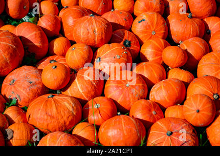 Small orange pumpkins lying in the sun Stock Photo