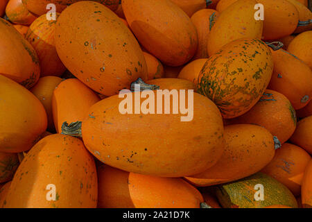 Small orange pumpkins lying in the sun Stock Photo
