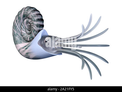 3D rendering of an Ammonite, extinct marine mollusc animal isolated on white background Stock Photo