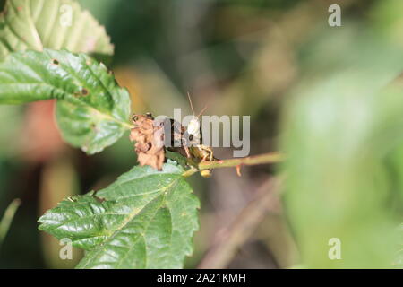 grasshopper close up on leaf Stock Photo