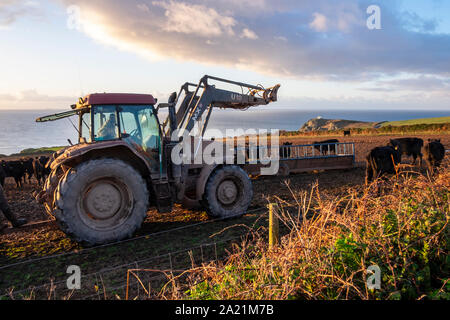 Farmer in tractor looking after herd of Aberdeen Angus cattle, East Prawle, Devon Stock Photo