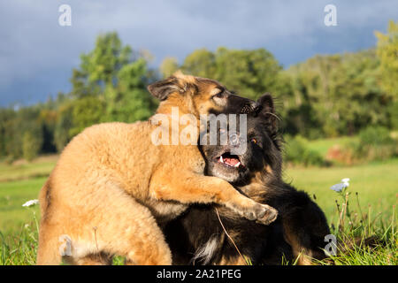 Two German Shepherd dogs, one adult and one puppy, playing together Stock Photo