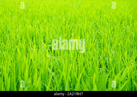 Young rice growing Stock Photo