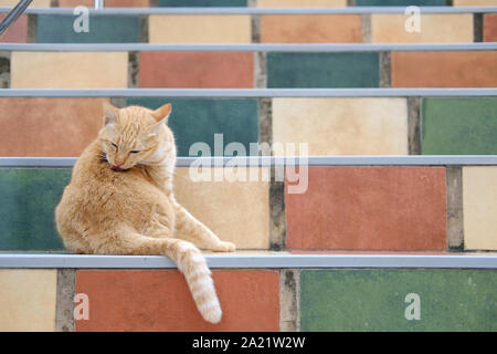 cat licking itself on stairs Stock Photo - Alamy