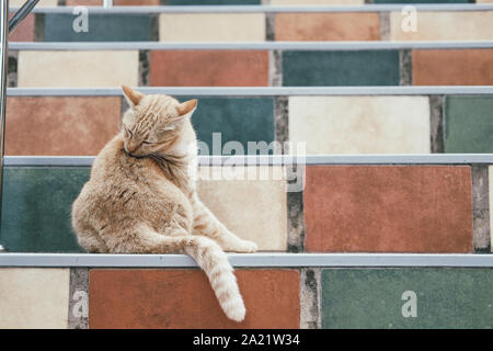 cat licking itself on stairs Stock Photo - Alamy