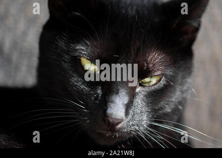 A black cat poses for an up close portrait isolated against a gray background Stock Photo