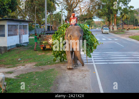 Street scene in Kaziranga, Assam, India: a working Indian Elephant with its mahout walks along a road carrying a load of leafy branches Stock Photo