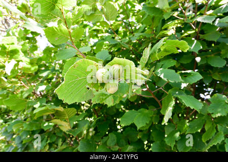 Green hazelnuts are growing on the tree. Stock Photo