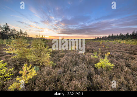 Heathland with bright colored larch (Larix decidua) trees under vivid blue clouded sky at sunset Stock Photo