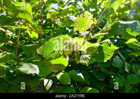 Green hazelnuts are growing on the tree. Stock Photo