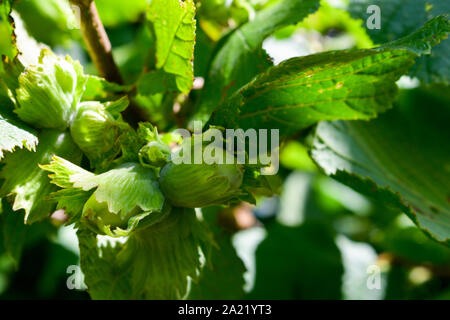 Green hazelnuts are growing on the tree. Stock Photo