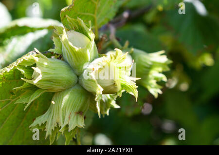 Green hazelnuts are growing on the tree. Stock Photo
