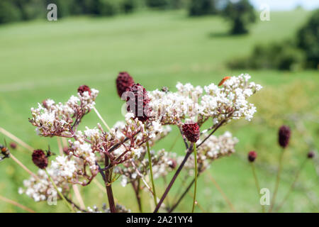 Great burnet (Sanguisorba officinalis) and Burnet-saxifrage (Pimpinella saxifraga) with field in background. Stock Photo