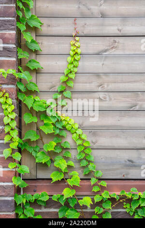 wild grapes wrapping around a wooden fence as an ornament and a natural background with new shoots.height Stock Photo