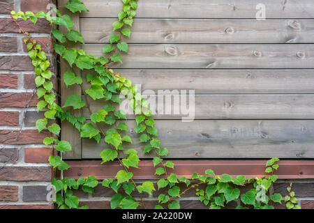 wild grapes wrapping around a wooden fence as an ornament and a natural background with new shoots.height Stock Photo