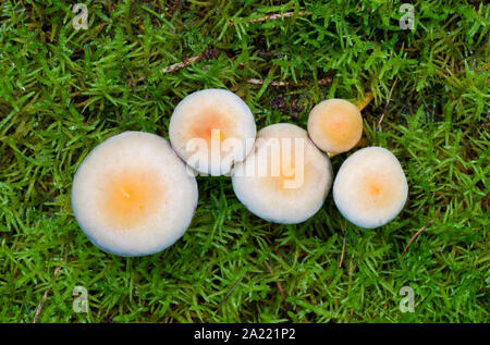 Five Sulphur tuft (Hypholoma fasciculare) mushrooms, poisonous toadstools, almost perfect circles in Hypnum moss (Hypnum cupressiforme) Stock Photo