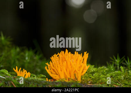 Brightly coloured Yellow Stag-horn Fungus, a Coral fungus, growing in moss on a tree trunk in a dark forest Stock Photo