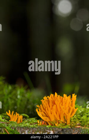 Brightly coloured Yellow Stag-horn Fungus, a Coral fungus, growing in moss on a tree trunk in a dark forest Stock Photo