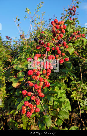 Red unripened blackberries growing in a hedgerow in Marloes, Pembrokeshire West Wales UK  KATHY DEWITT Stock Photo