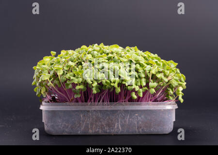 young microgreen vegetable green. A microgreen -  Sprouts in plastic box.  raw sprout vegetables germinated from plant seeds. Stock Photo