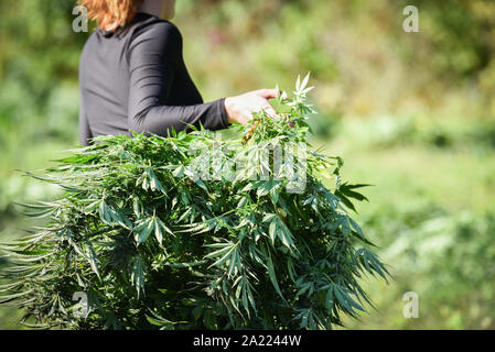 Commercial harvesting of hemp for production of CBD and other hemp products, MontKush farms, Plainfield, Vermont USA. Stock Photo