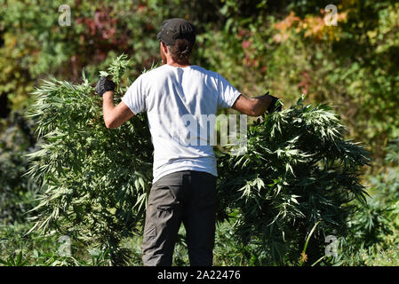 Commercial harvesting of hemp for production of CBD and other hemp products, MontKush farms, Plainfield, Vermont USA. Stock Photo