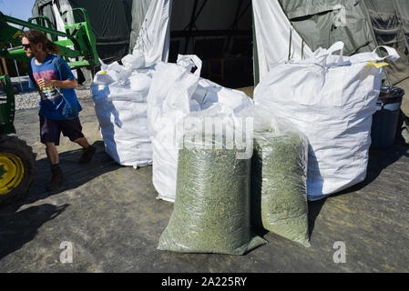 Commercial harvesting of hemp for production of CBD and other hemp products, MontKush farms, Plainfield, Vermont USA. Stock Photo