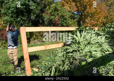 Commercial harvesting of hemp for production of CBD and other hemp products, MontKush farms, Plainfield, Vermont USA. Stock Photo