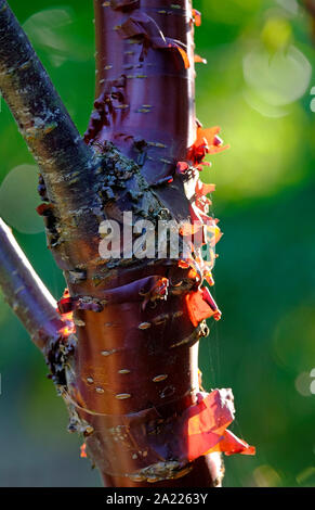 red bark on tibetan cherry tree Stock Photo