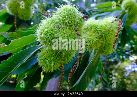 sweet chestnut prickly green seed cases Stock Photo