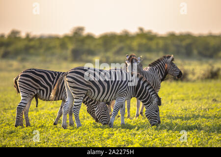 Common Zebra (Equus quagga) heard grazing on bushveld savanna at Mooiplas in Kruger national park South Africa Stock Photo