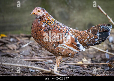Steinhendl/ Stoapiperl hen - an endangered chicken breed from Austria Stock Photo