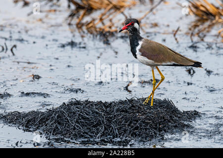 Red-Wattled Lapwing  standing on ashy straw of paddy field after harvest finding food to feed on Stock Photo